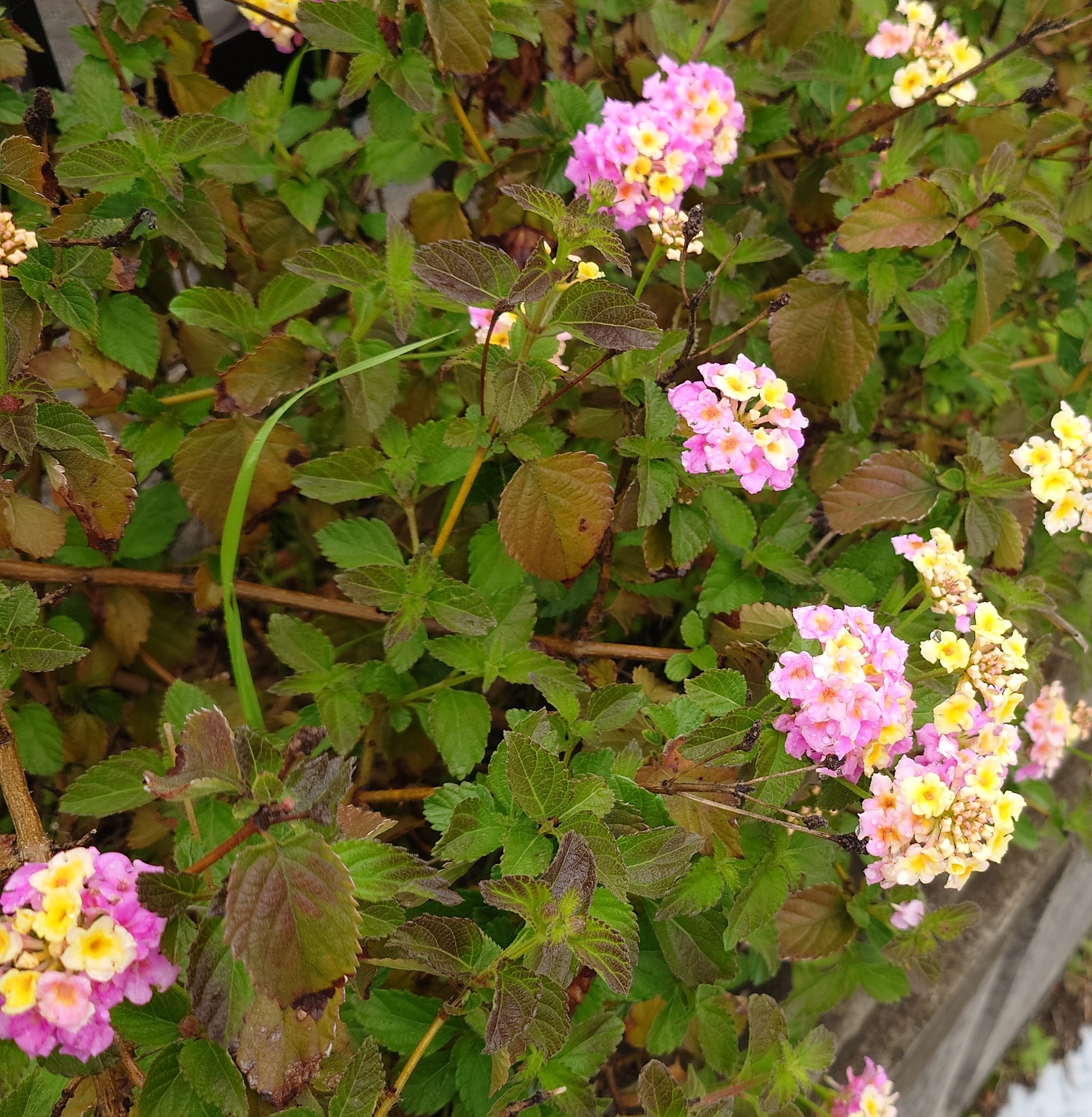 家族葬は費用を安く抑えられる? 家族葬は費用を安く抑えられる?