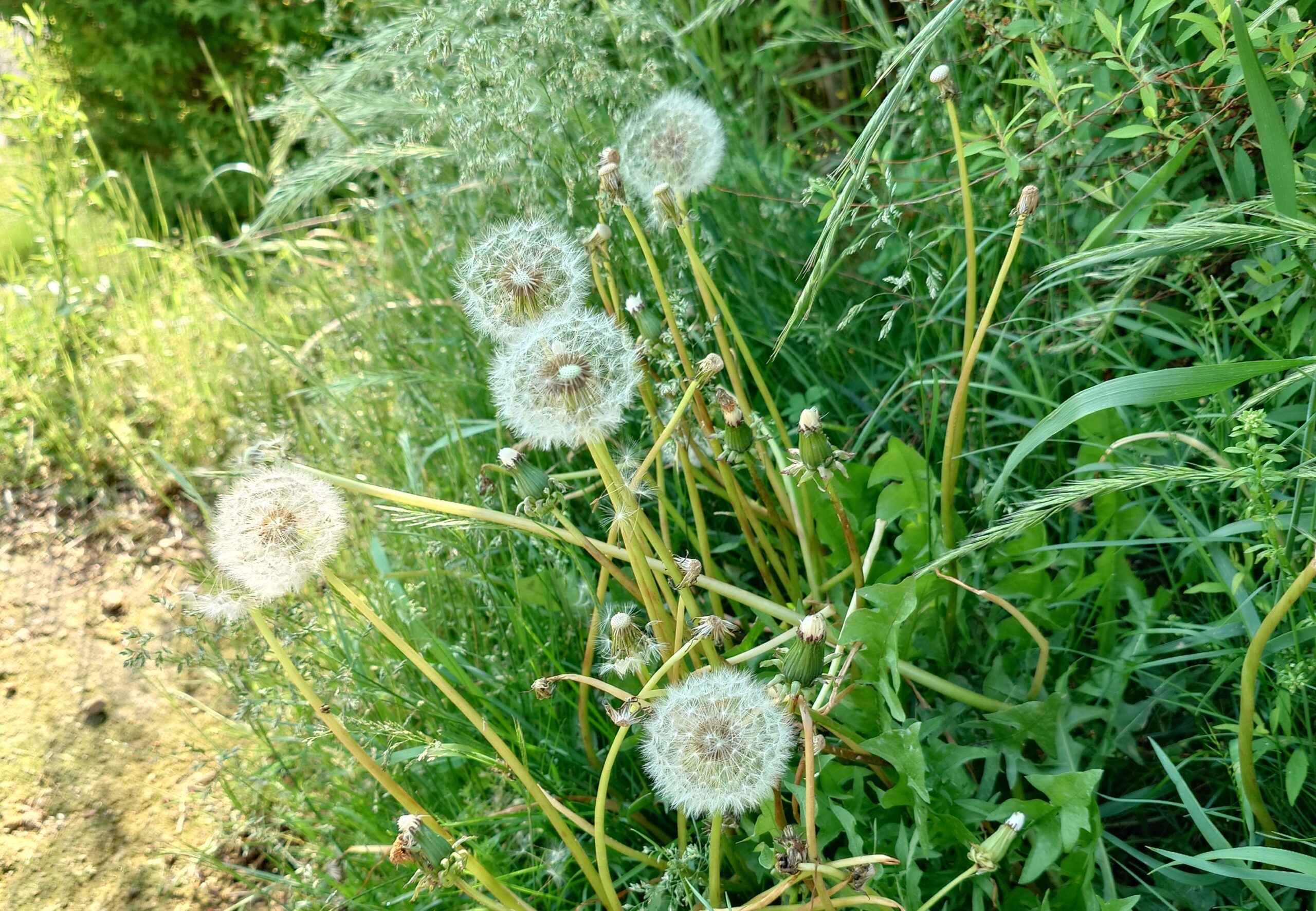 火葬式や直葬と呼ばれるもの 火葬式や直葬と呼ばれるもの